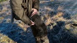 Seeland Helt II Trousers