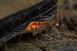 Harkila Saxnas GTX Orange