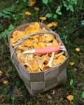 Marttiini Mushroom Knife Ruska