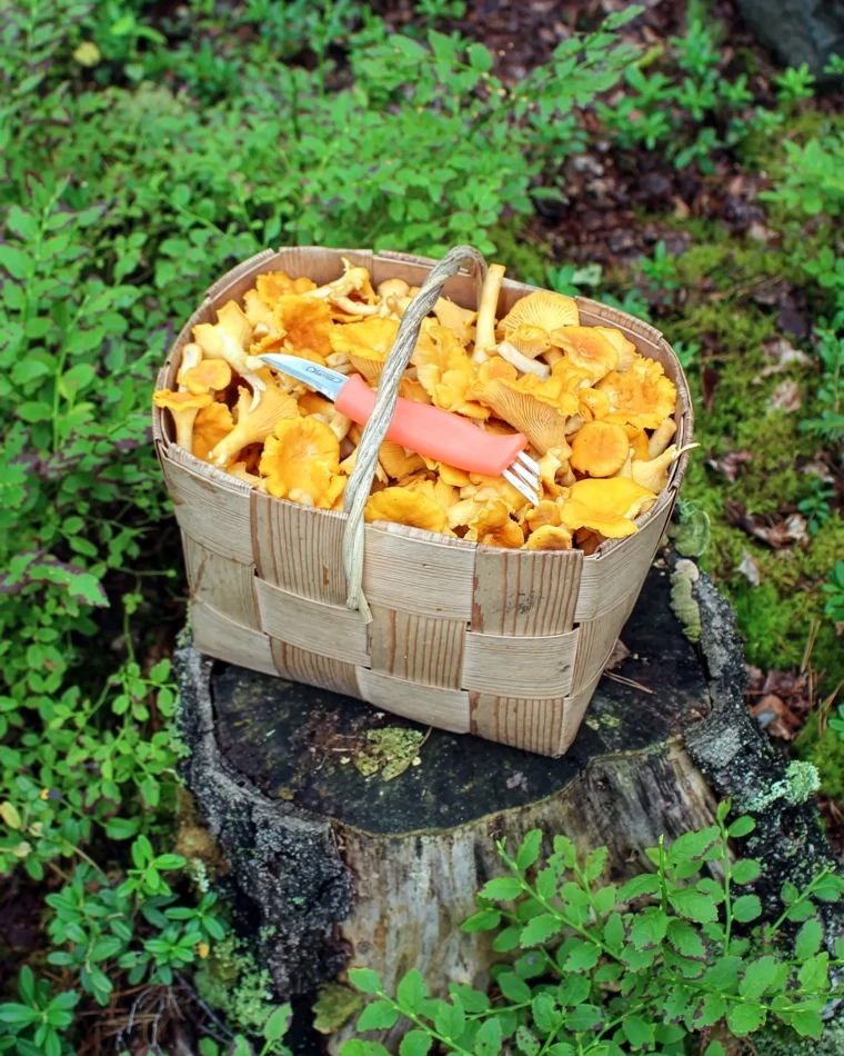 Marttiini Mushroom Knife Ruska