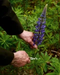 Marttiini Herb Knife Keraaja