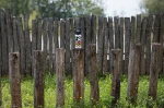 SIGG WMB One Disney 0,6 L, kolor: Mickey Retro 7
