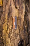 Rebar, kolor: Burnt Sienna - terenowe