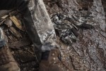 Muflon Light Gloves, kolor: 46 - Realtree Edge Camo