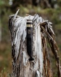 Suomi Finland Knife