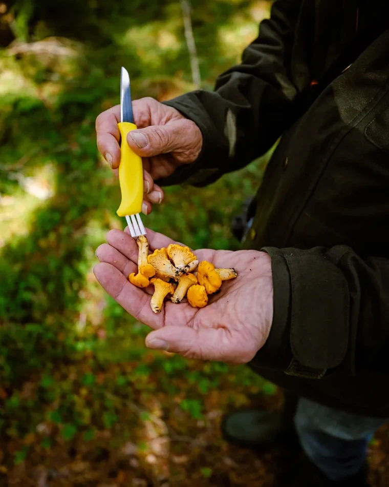 Mushroom Knife