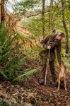 Harkila Retrieve Woman Jacket, kolor: Warm Olive