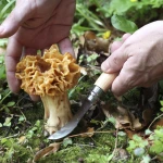 Wooden Gift Box No. 8 Mushroom Knife