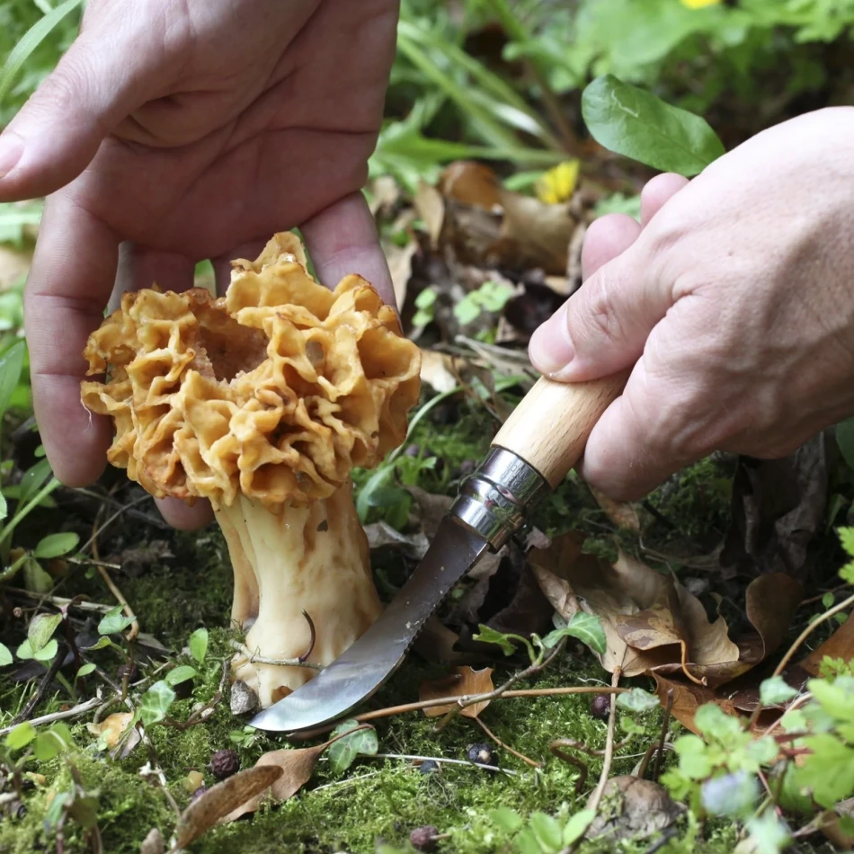 Wooden Gift Box No. 8 Mushroom Knife