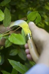 Opinel Billhook N°10 Blister