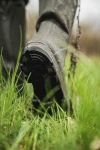 Seeland Hillside Flex Boot, kolor: Pine Green